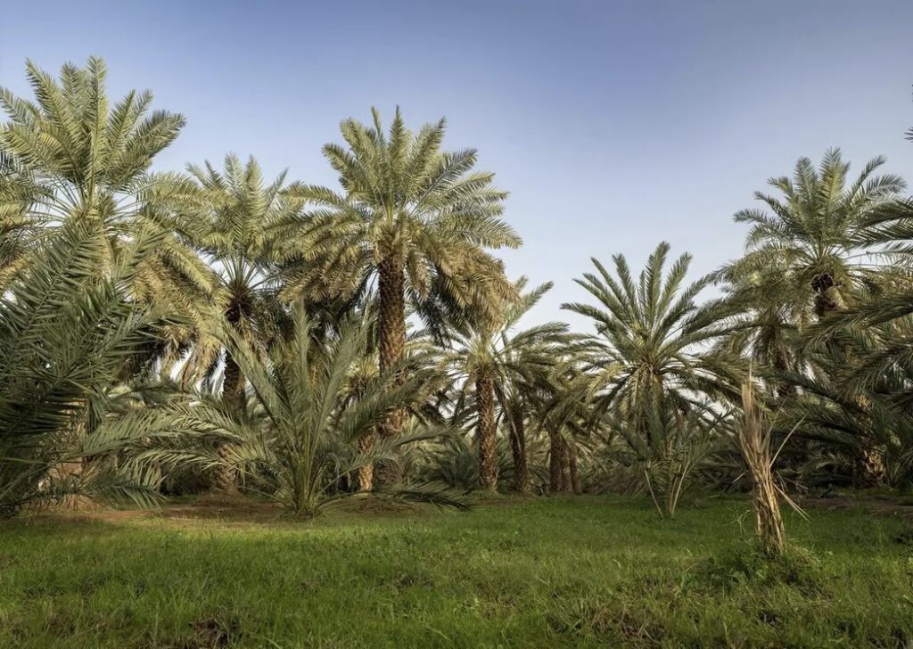 المدينة تستحوذ على 18 % من إنتاج التمور